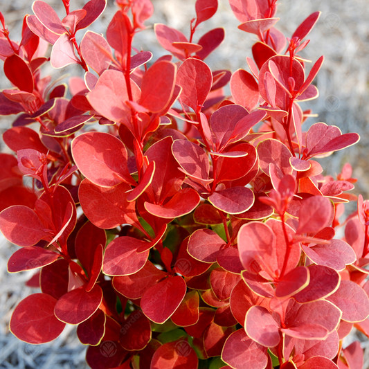 Berberis 'Orange Rocket'