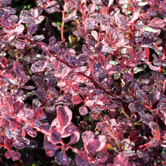 Berberis 'Pink Queen'