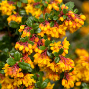 Berberis 'Nana'