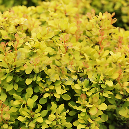 Berberis 'Summer Sunset' | Barberry – Gardeners Dream