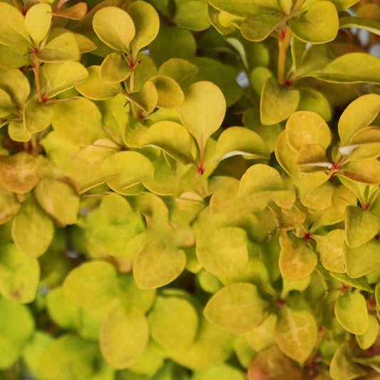 Berberis 'Summer Sunset'