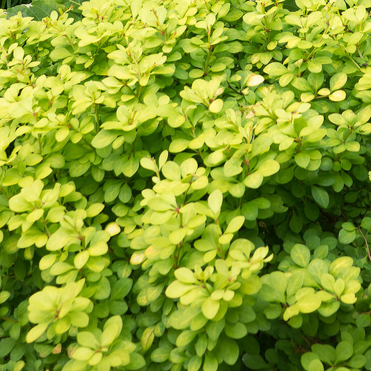 Berberis 'Aurea'