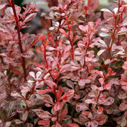 Berberis 'Harlequin'