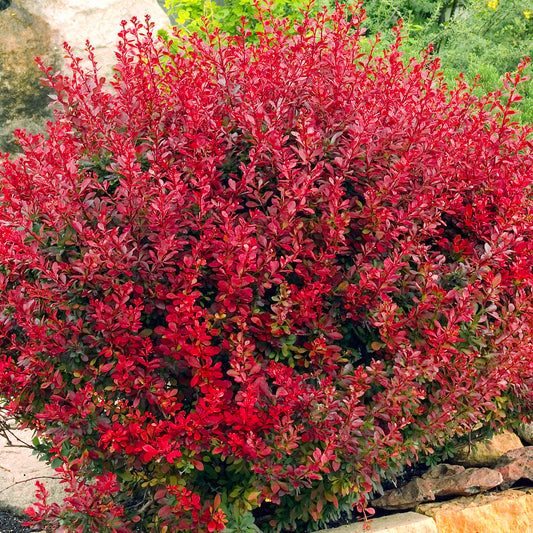 Berberis 'Lutin Rouge'