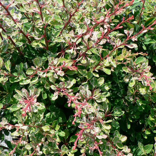 Berberis 'Starburst'