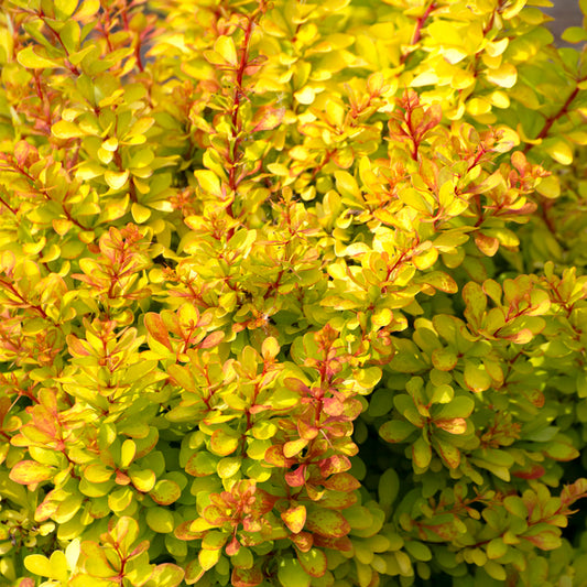 Berberis 'Diabolicum'