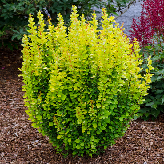 Berberis 'Golden Rocket'