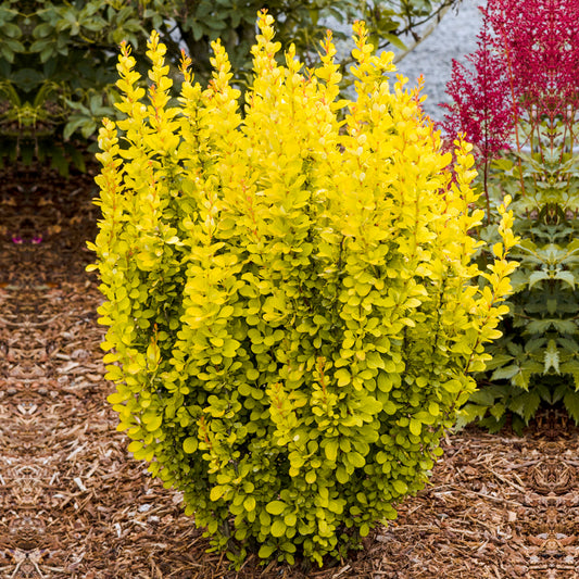 Berberis 'Maria'