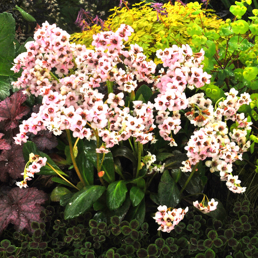 Bergenia 'Angel Kiss'