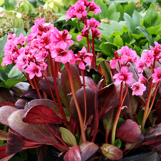 Bergenia 'Dark Damsel'