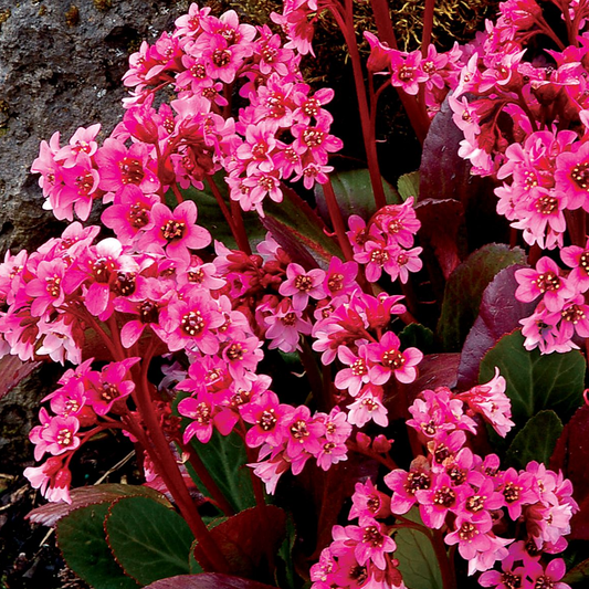 Bergenia 'Pink Dragonfly'