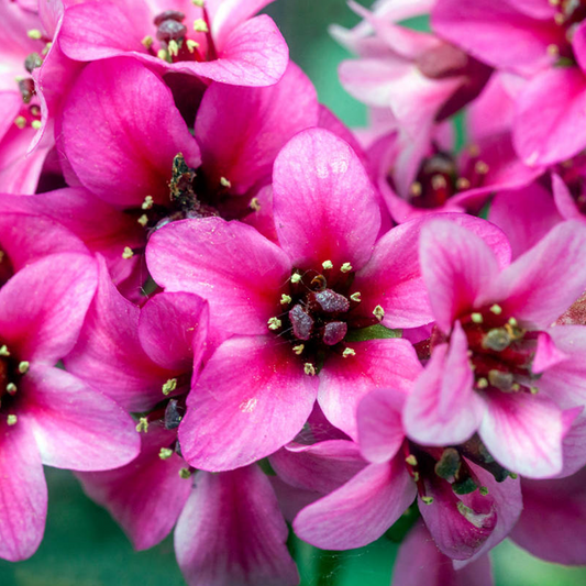 Bergenia 'Sakura'