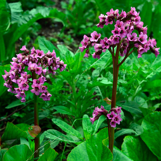 Bergenia 'Bressingham Ruby'