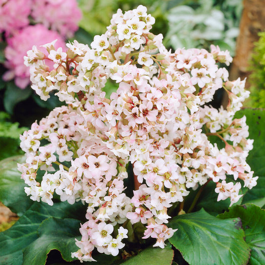 Bergenia 'Bressingham White'