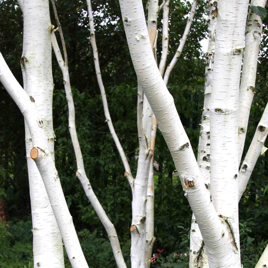 Betula utilis jacquemontii