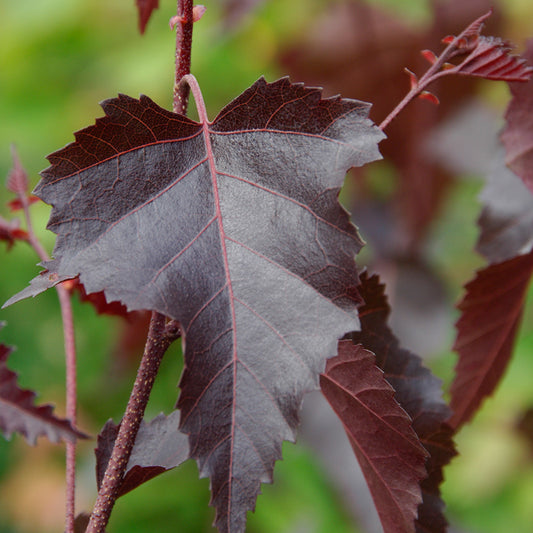 Betula 'Royal Frost'