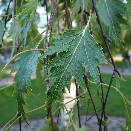 Betula 'Dalecarlica'