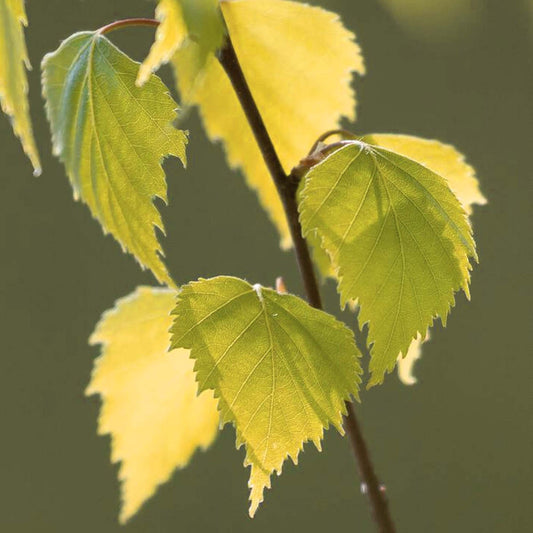 Betula 'Golden Obelisk'