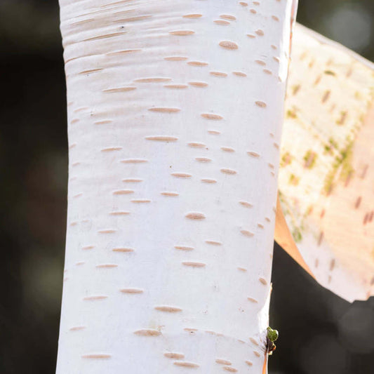 Betula 'Whiteness'