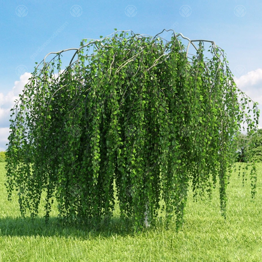 Betula 'Youngii'