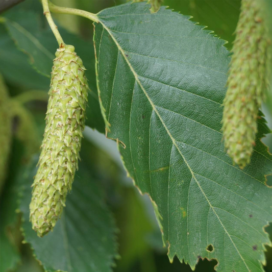 Betula 'Fascination'