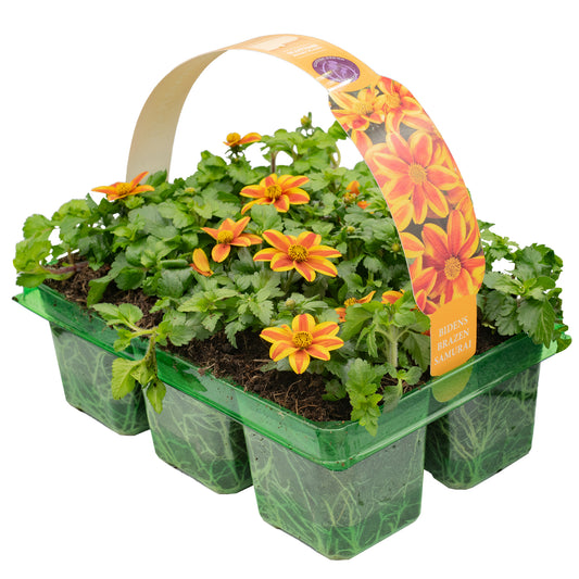 Bidens Samurai Basket Plants