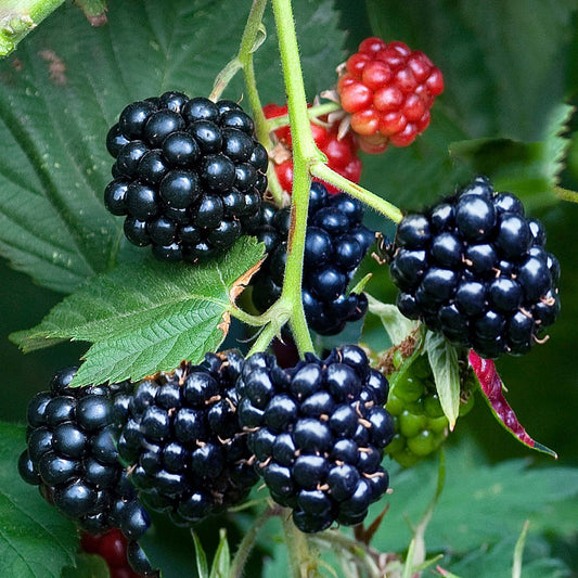 Blackberry 'Merton Thornless'