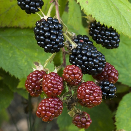 Blackberry 'Thornless Evergreen'