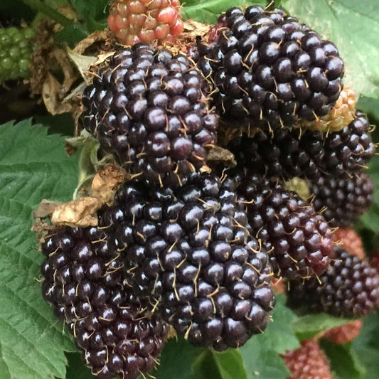 Blackberry 'Bedford Giant'