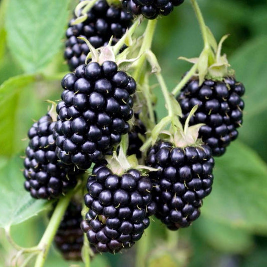 Blackberry 'Loch Ness'