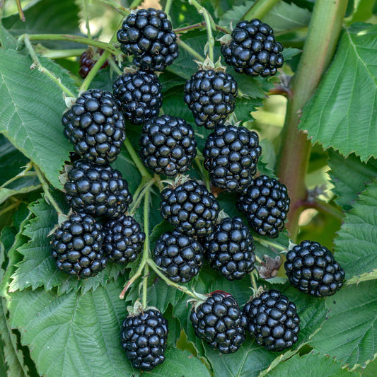 Blackberry 'Navaho'