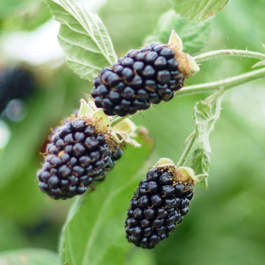 Blackberry 'Oregon'