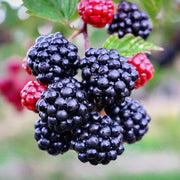 Blackberry 'Triple Crown'