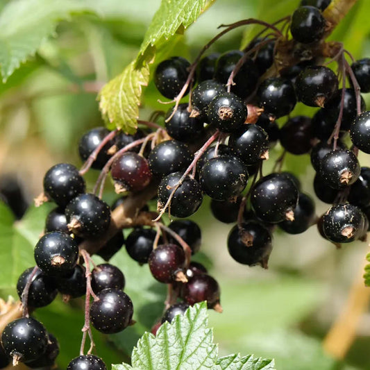 Blackcurrant 'Ben Sarek'