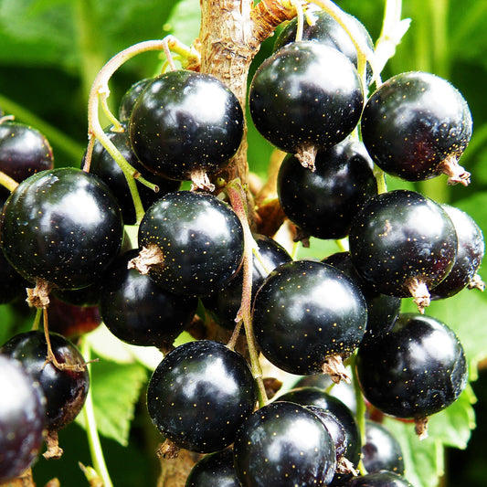 Blackcurrant 'Ben Alder'