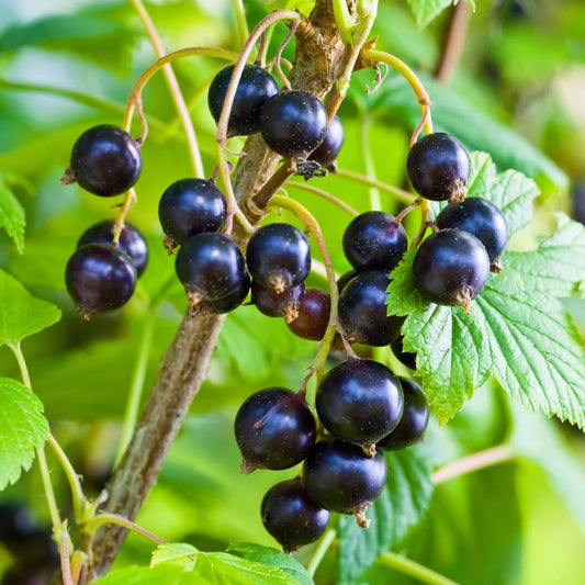 Blackcurrant 'Ben Hope'