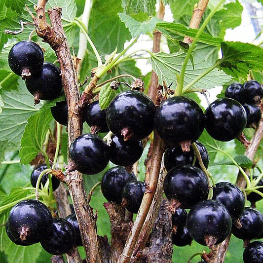 Blackcurrant 'Ben Tirran'