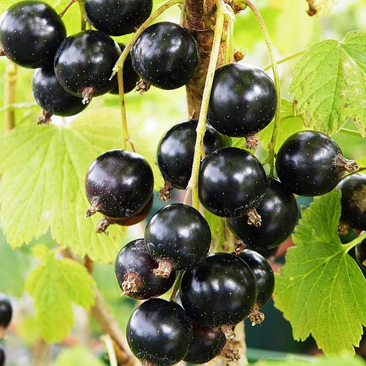 Blackcurrant 'Ben Lomond'