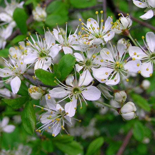 Blackthorn Bare Root Hedge