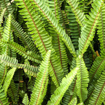 Blechnum penna-marina | Alpine Water Fern – Gardeners Dream