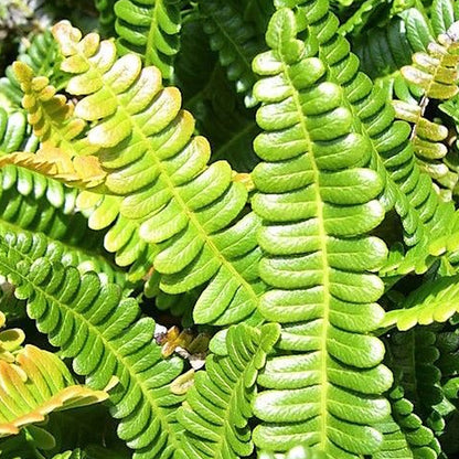 Blechnum penna-marina | Alpine Water Fern – Gardeners Dream