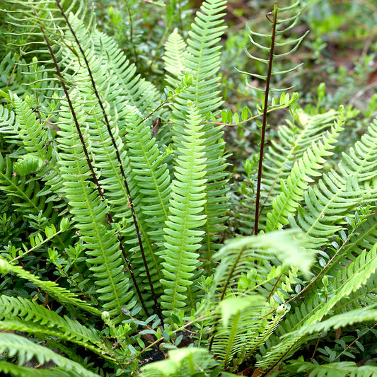 Blechnum spicant