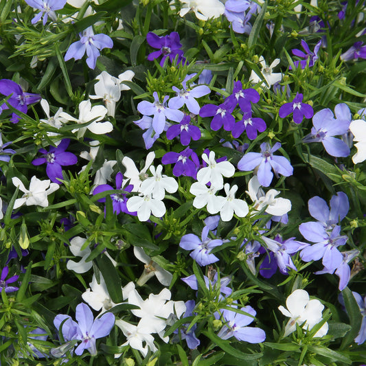 Trio Blue Fashion Basket Plants