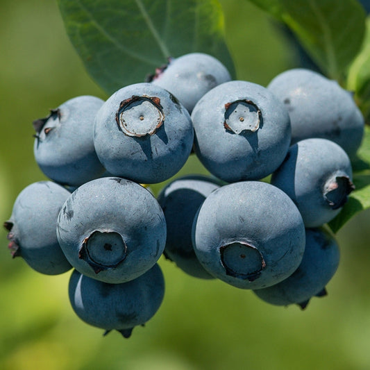 Blueberry 'Vaccinium corymbosum'