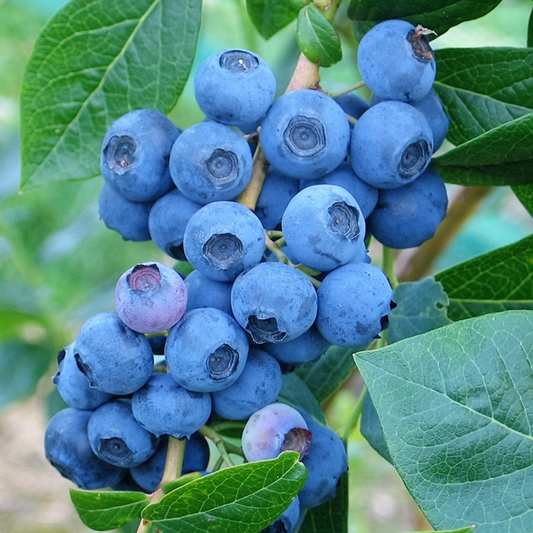 Blueberry 'Denise Blue'