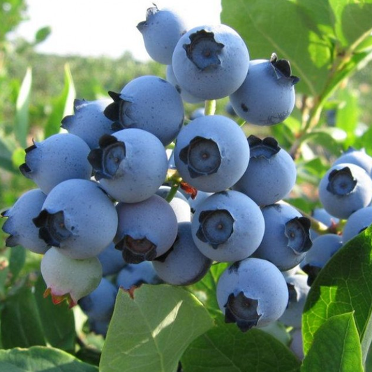 Blueberry 'Spartan'