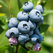 Blueberry 'Jersey'