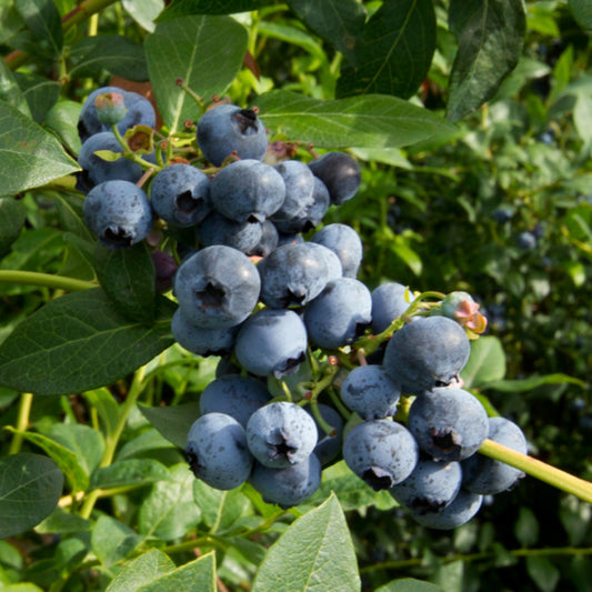 Blueberry 'Brigitta'