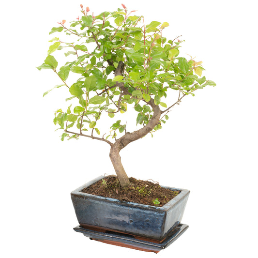 S-Shaped Bonsai