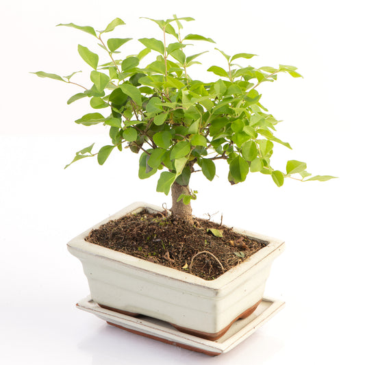 Straight Stem Bonsai